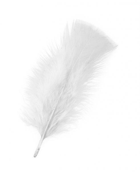 veertjes wit - 1 zakje a 10 stuks